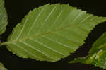 Cherry birch <BR>Sweet birch